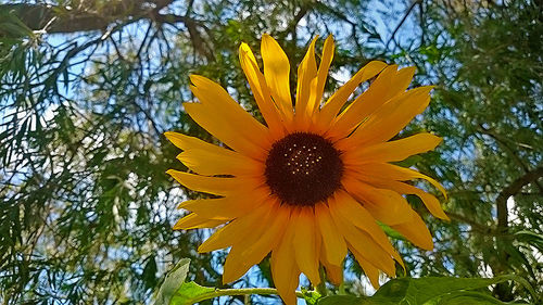 Close-up of yellow flower blooming outdoors