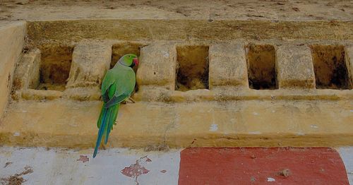 Low angle view of green parrot on wall