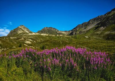 Purple flowering plants on field against blue sky