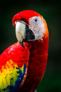 Close-up of a parrot