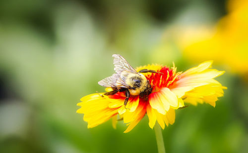 Close-up of bee pollinating on flower