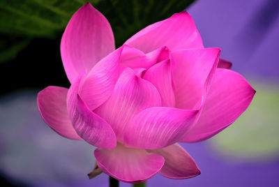 Lotus in the pond at the garden very fresh when looking, good morning nature and good photos.