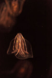 Close-up of illuminated light over sea against background