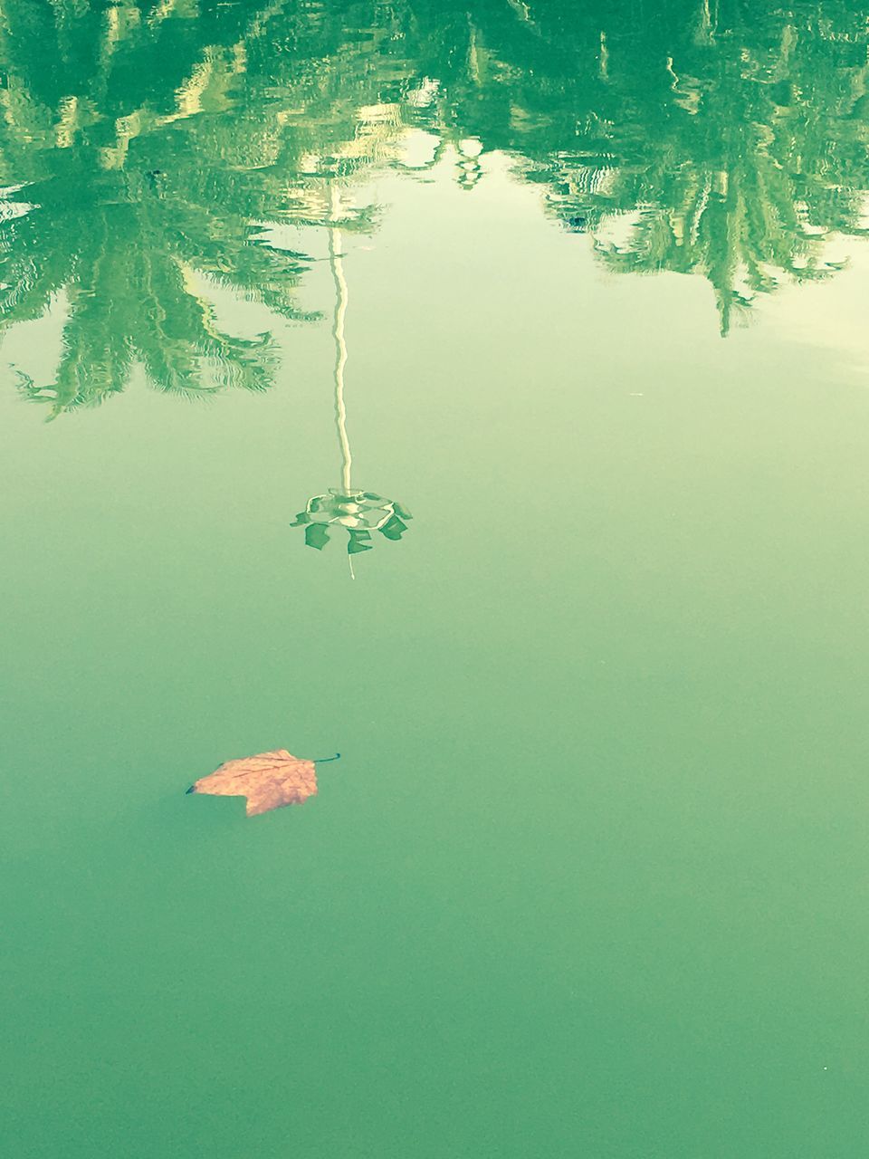 water, reflection, waterfront, high angle view, leaf, floating on water, tree, swimming pool, nature, lake, pond, green color, tranquility, growth, beauty in nature, standing water, no people, day, blue, outdoors