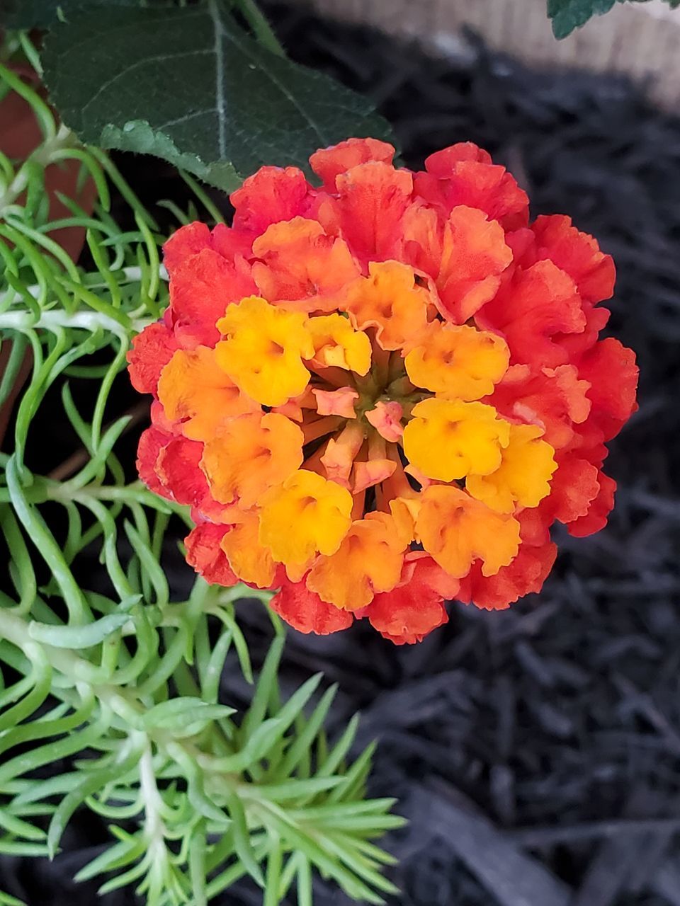 HIGH ANGLE VIEW OF FRESH MARIGOLD FLOWERS