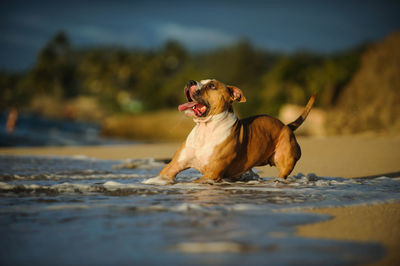 Dog playing in sea