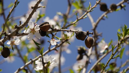 Low angle view of branches of almond tree with blossoms and ripe almond fruits