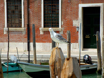 Birds perching on boat against building