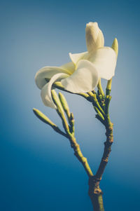 Close-up of white flower against blue sky