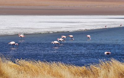 Birds on beach