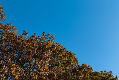 Low angle view of tree against clear blue sky