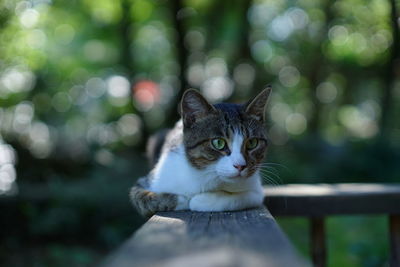 Close-up portrait of tabby cat on railing