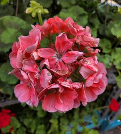 Close-up of pink flowers