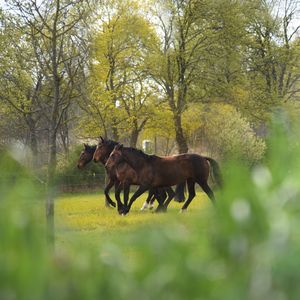 Horses in a field