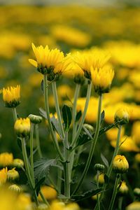 Close-up of yellow flowering plant on field