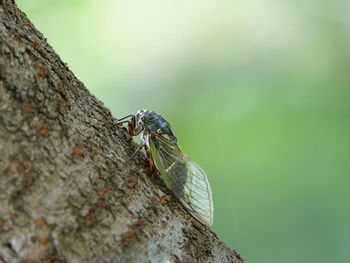 Close-up of insect on tree trunk