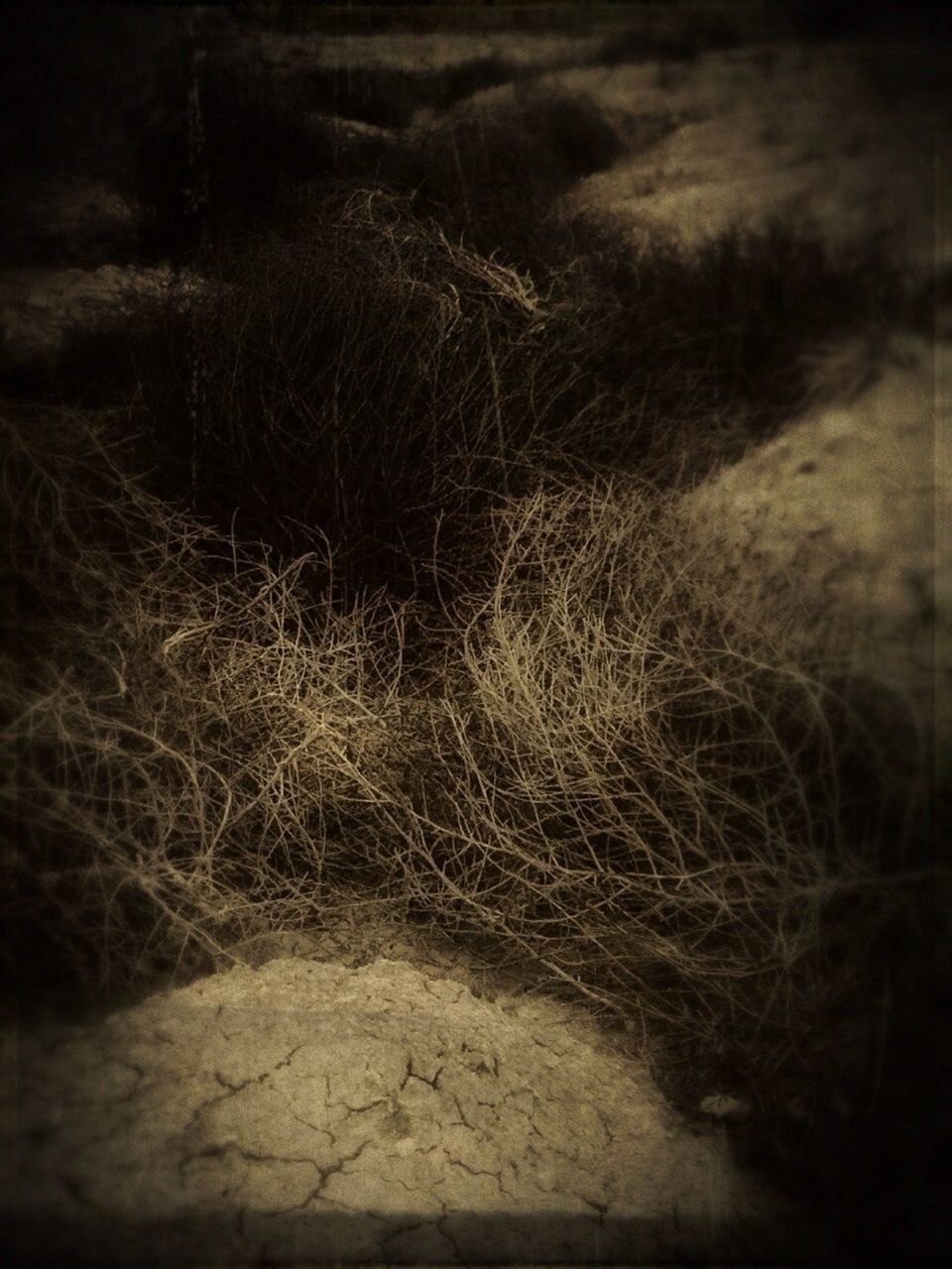 auto post production filter, high angle view, shadow, outdoors, night, no people, field, plant, close-up, sunlight, nature, pattern, wall - building feature, grass, growth, textured, selective focus, dark, vignette