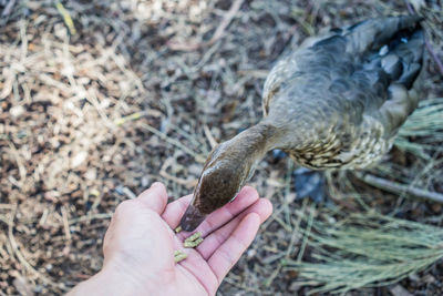 High angle view of hand holding bird