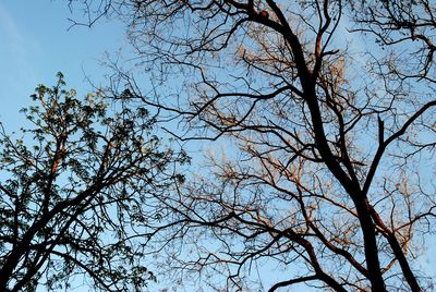 Low angle view of tree against blue sky