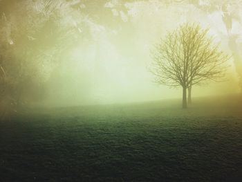 Trees on landscape