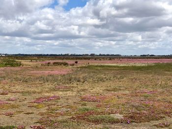 Scenic view of field against sky