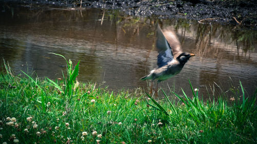 Birds in calm lake