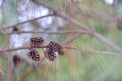 Close-up of wilted plant