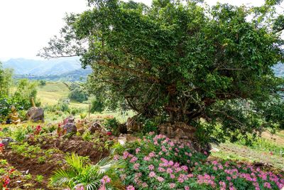 Scenic view of flowering plants by trees against sky