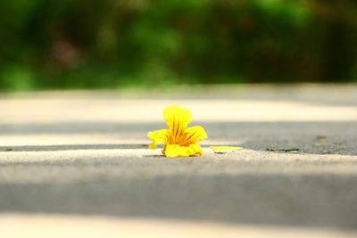 Close-up of yellow flower blooming outdoors