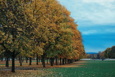 Trees in park against sky