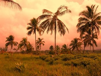 Palm trees against sky during sunset