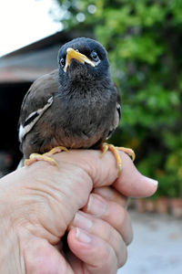 Close-up of hand holding bird