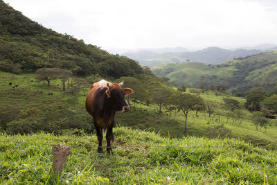 Scenic view of grassy field