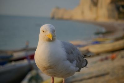 Close-up of seagull perching on a sea