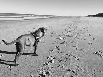 Side view of dog on beach