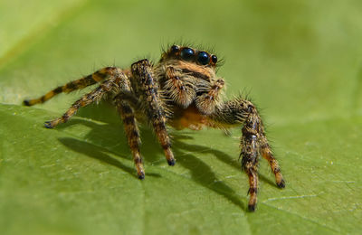 Close-up of spider