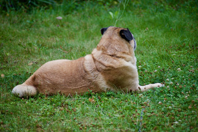 View of a dog resting on grass