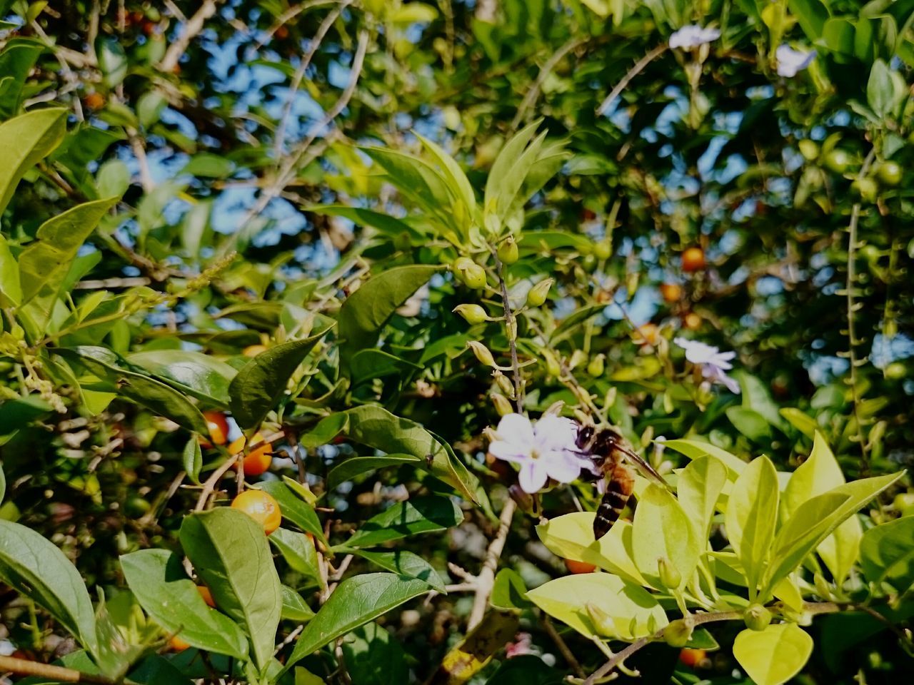 leaf, growth, flower, freshness, plant, green color, beauty in nature, nature, fragility, close-up, low angle view, blooming, blue, petal, day, outdoors, focus on foreground, in bloom, purple, green