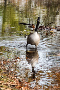 Duck swimming on lake