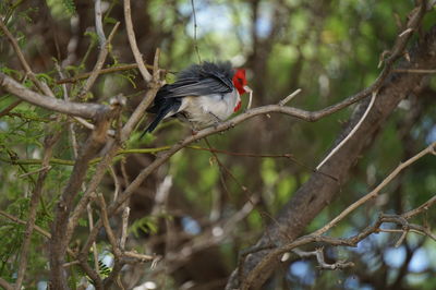 Low angle view of bird perching on tree