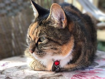 Close-up of cat relaxing outdoors