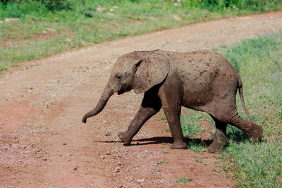 Side view of elephant walking on field