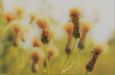 Close-up of flowering plant