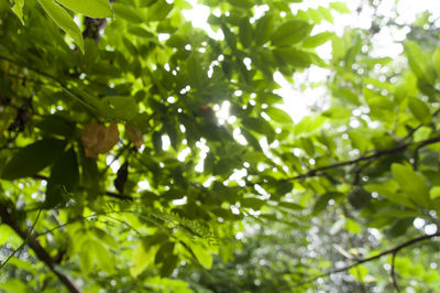 Full frame shot of leaves