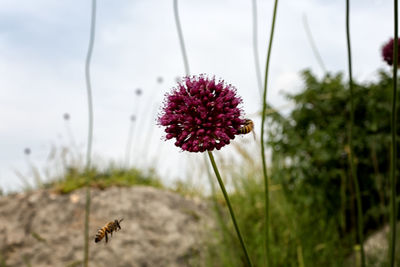 Close-up of bee pollinating flower