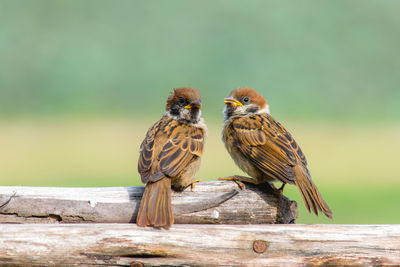 Close-up of birds perching on wood