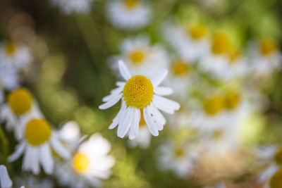 Close-up of white daisy flower