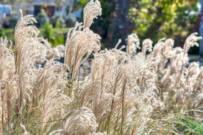 Close-up of plants growing on land