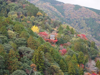 High angle view of trees and plants in forest