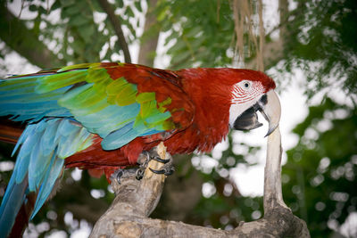 Close-up of parrot perching on tree